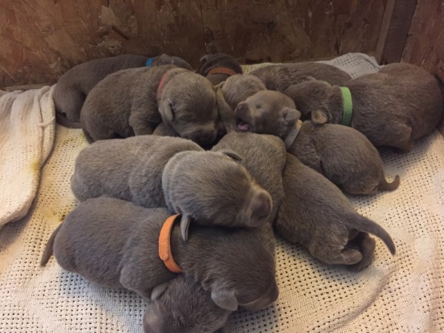 AKC Labrador Retriever Puppies For Sale Chocoloate / Silver
