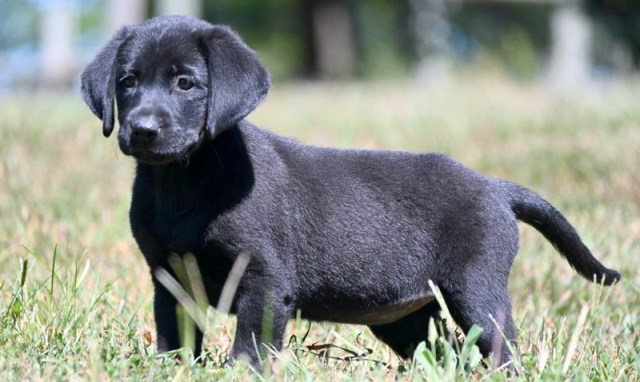 AKC Black Labrador Retriever Puppies for Sale!