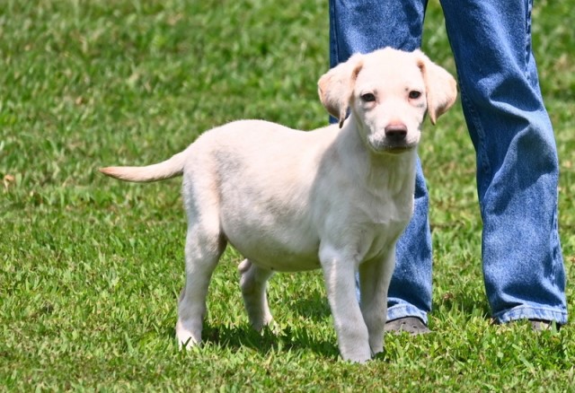 AKC Champagne Labrador Retriever puppies for sell!