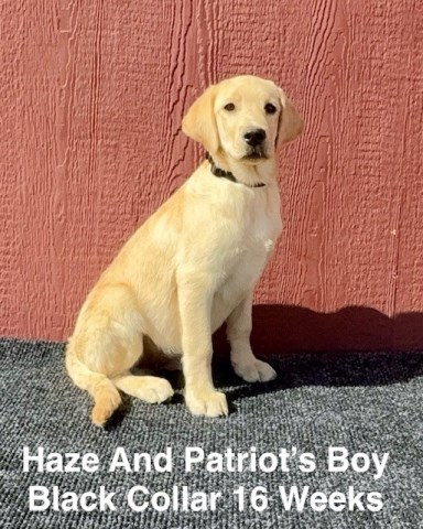 Labrador Retriever puppy for sale + 66610
