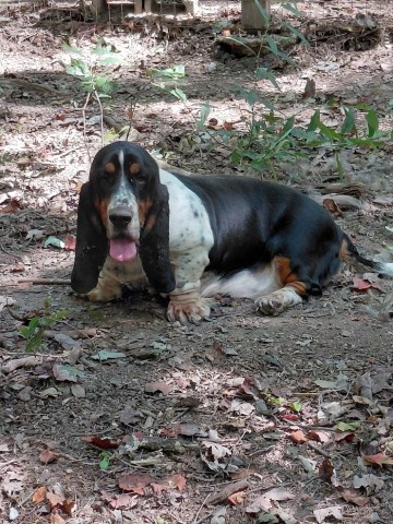 Basset Hound puppy for sale + 67156