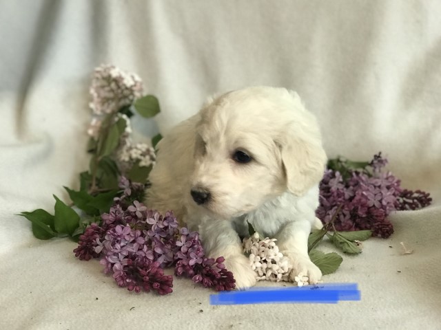 Cream/appricot Pyredoodle puppy go home May 22! Blue Collar