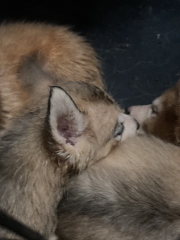 Siberian Husky puppy for sale + 66370