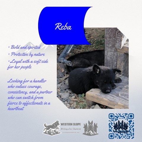 Reba – Reads the Room, Moves with Precision