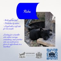 Reba – Reads the Room, Moves with Precision German Shepherd Dog for sale/adoption