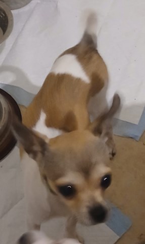 Brown markings on white Chihuahua Female Puppy
