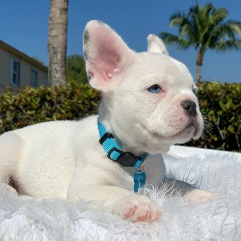 French Bulldog puppy for sale + 65965