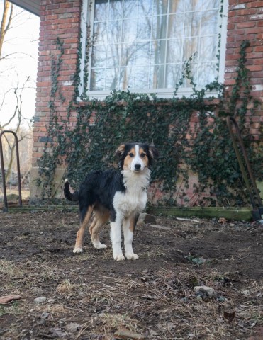 English Shepherd puppy for sale + 65509