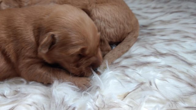 Excellent performance golden retriever puppies - AKC OFA (shipping possible)