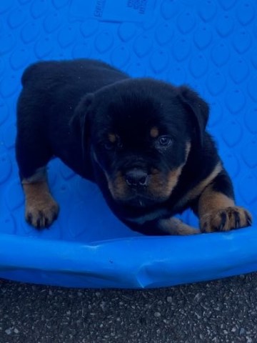 Rottweiler puppy for sale + 65946