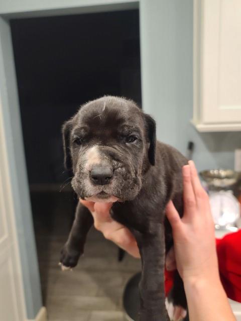 Neapolitan Mastiff/Great Dane puppies