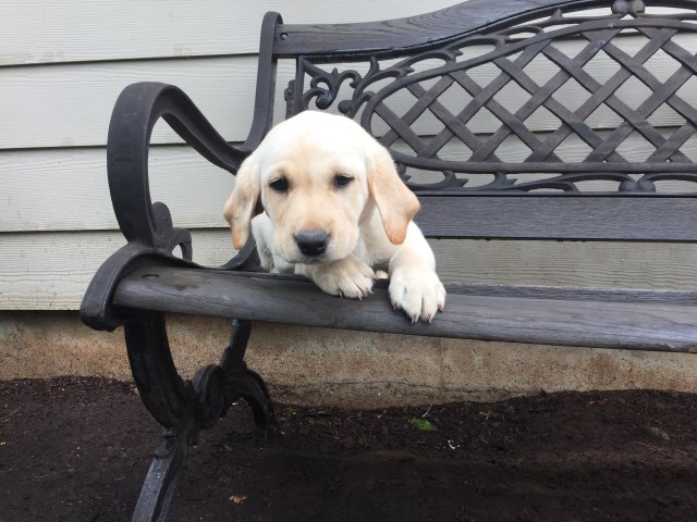 Labrador Retriever puppy for sale + 56125