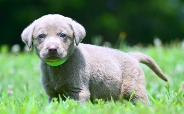 AKC Champagne & Silver Labrador Retriever Puppies for Sale