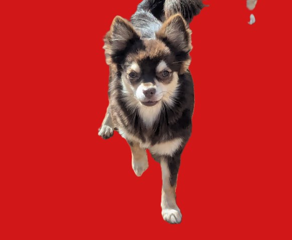 Female Chihuahua  With Full AKC