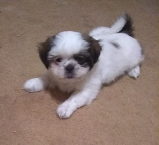 Shih Tzu puppy for sale + 54635