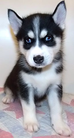 Siberian Husky puppy for sale + 62373
