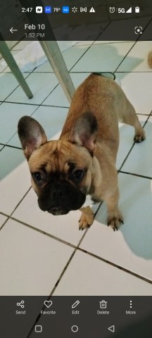 French Bulldog puppy for sale + 64693