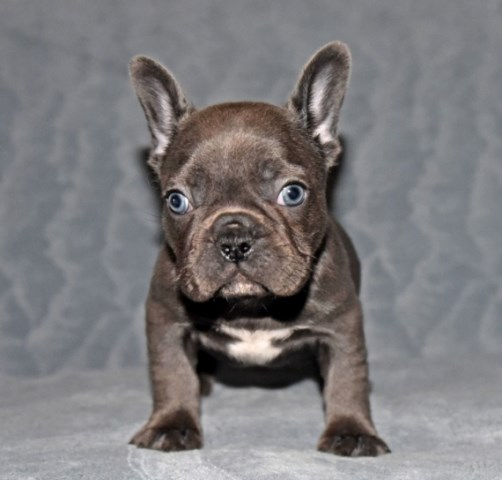 French Bulldog puppy dog for sale in Charleston, South