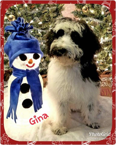 Labradoodles F1B Toy/Petite