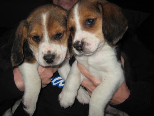 Beagle puppy for sale + 53587