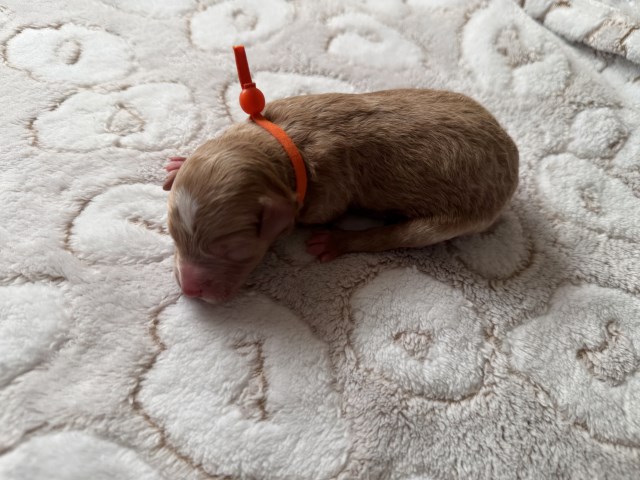 Mini F1bb Bernedoodle - Meet Nutmeg