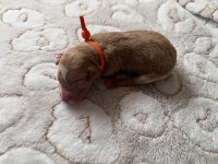 Mini F1bb Bernedoodle - Meet Nutmeg Bernese Mountain Dog for sale/adoption