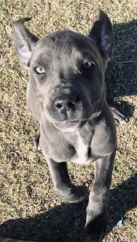 Cane Corso hybrids bred for horse and cattle ranchers. These dogs are super awesome!