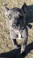 Cane Corso hybrids bred for horse and cattle ranchers. These dogs are super awesome! Cane Corso for sale/adoption
