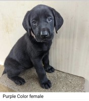 Labrador Retriever Labrador Retriever for sale/adoption