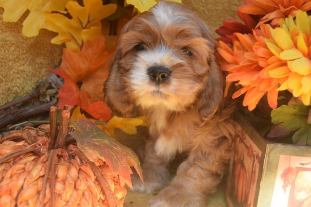 American Cocker Spaniel puppy for sale + 65190