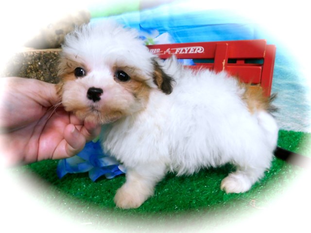 Shih Poo puppy for sale + 57879