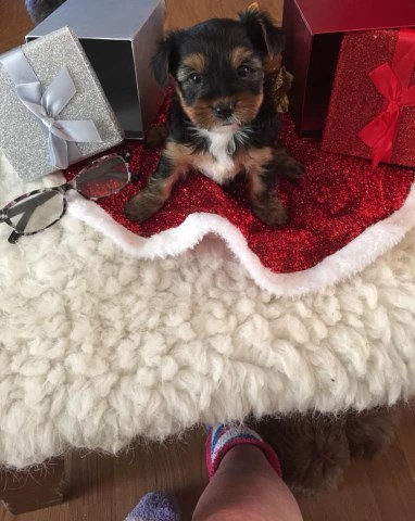 Yorkshire Terrier puppy for sale + 54247