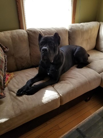 1 year old male Cane Corso