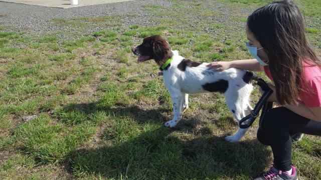 English Springer Spaniel puppy for sale + 60915