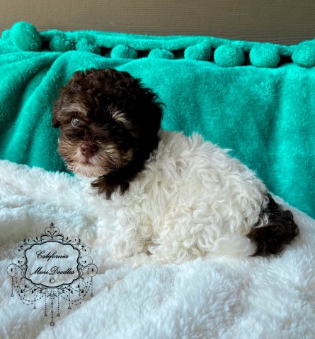 Bichon Frise puppy for sale + 64992