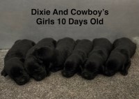 AKC Black Labrador Puppies Labrador Retriever for sale/adoption