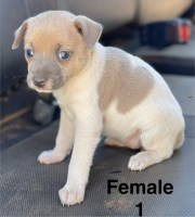 Miniature Rat Terrier Puppies Rat Terrier for sale/adoption