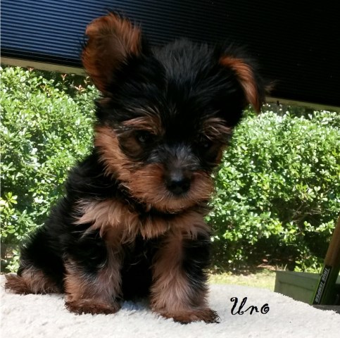 puppies yorkie akc dog