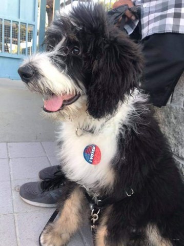 34 Top Images Bernese Mountain Dog Puppies California / Bernese Mountain Dog Puppies For Sale | California Street ...