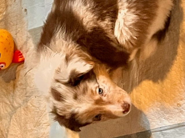 Australian Shepherd Dog puppy for sale + 62748