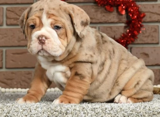 English Bulldog puppy for sale + 66393