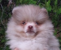 Teddy Bear Chocolate Merle Pomeranian Puppy Male Pomeranian for sale/adoption