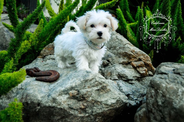 Maltese puppy for sale + 53805
