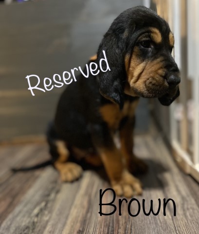 Bloodhound puppy for sale + 61853