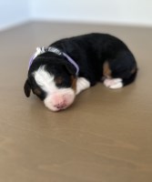 Mini F1b Bernedoodle - Meet Cindy Lou - Ready 12/25/2025! Bernese Mountain Dog for sale/adoption