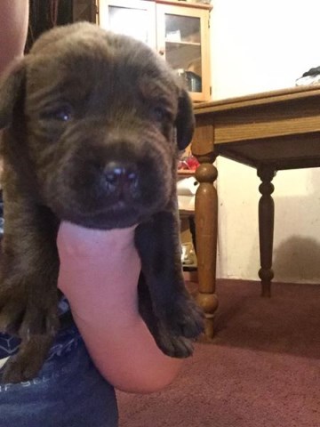 english chocolate lab puppies