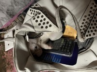 Boston terrier 11 weeks old Boston Terrier for sale/adoption