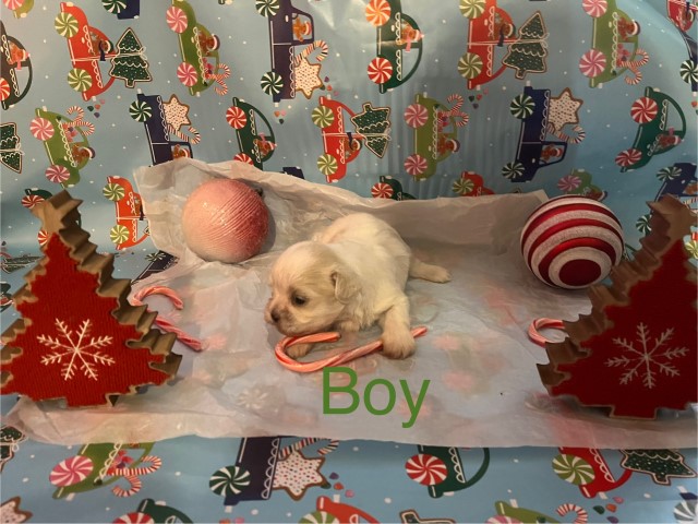 Shih Tzu puppy for sale + 66356