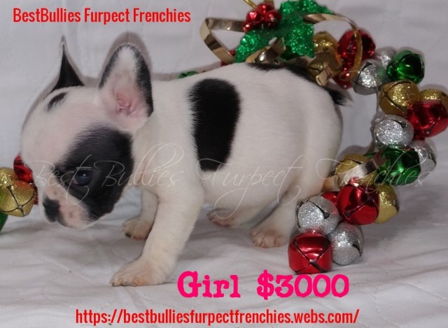 French Bulldog puppy for sale + 54730