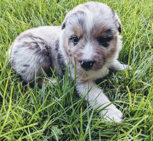 Australian Shepherd Dog puppy for sale + 58075